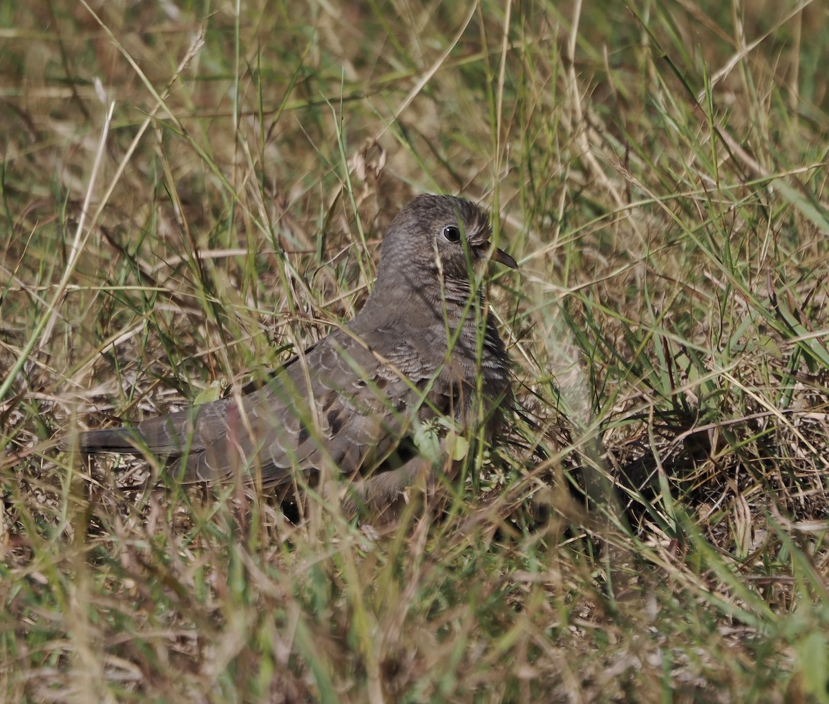 Common Ground Dove - ML644513402