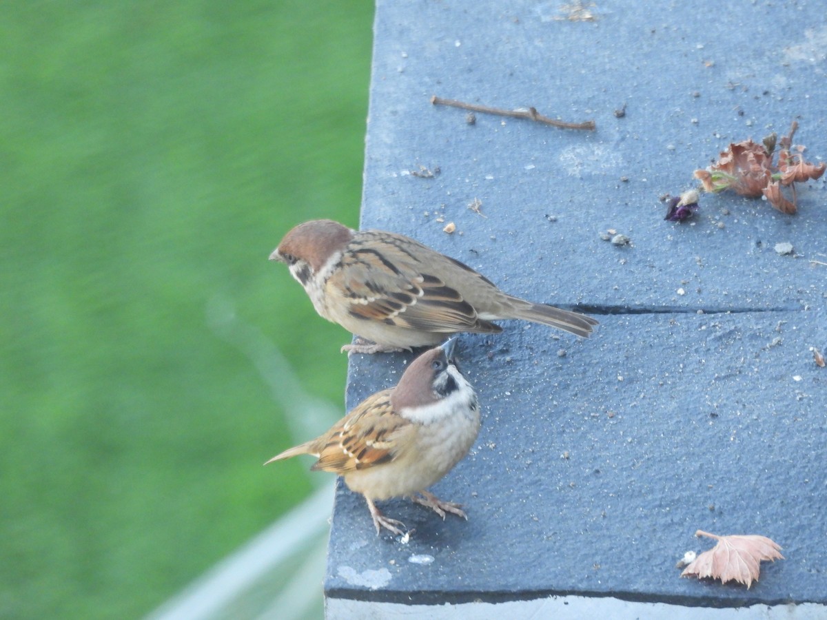 Хээрийн бор шувуу - ML644513403