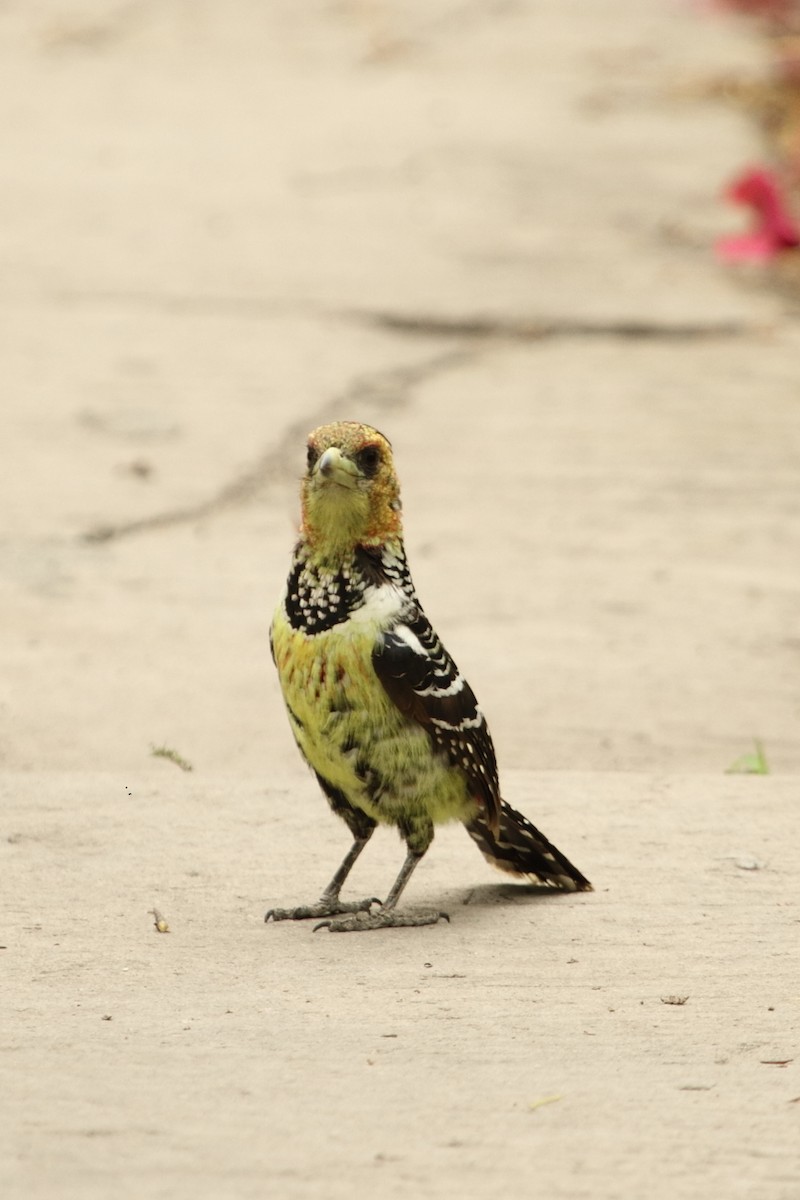 Crested Barbet - ML644513404