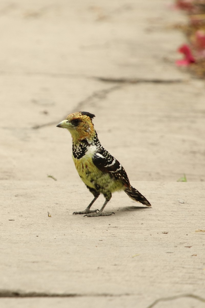 Crested Barbet - ML644513405