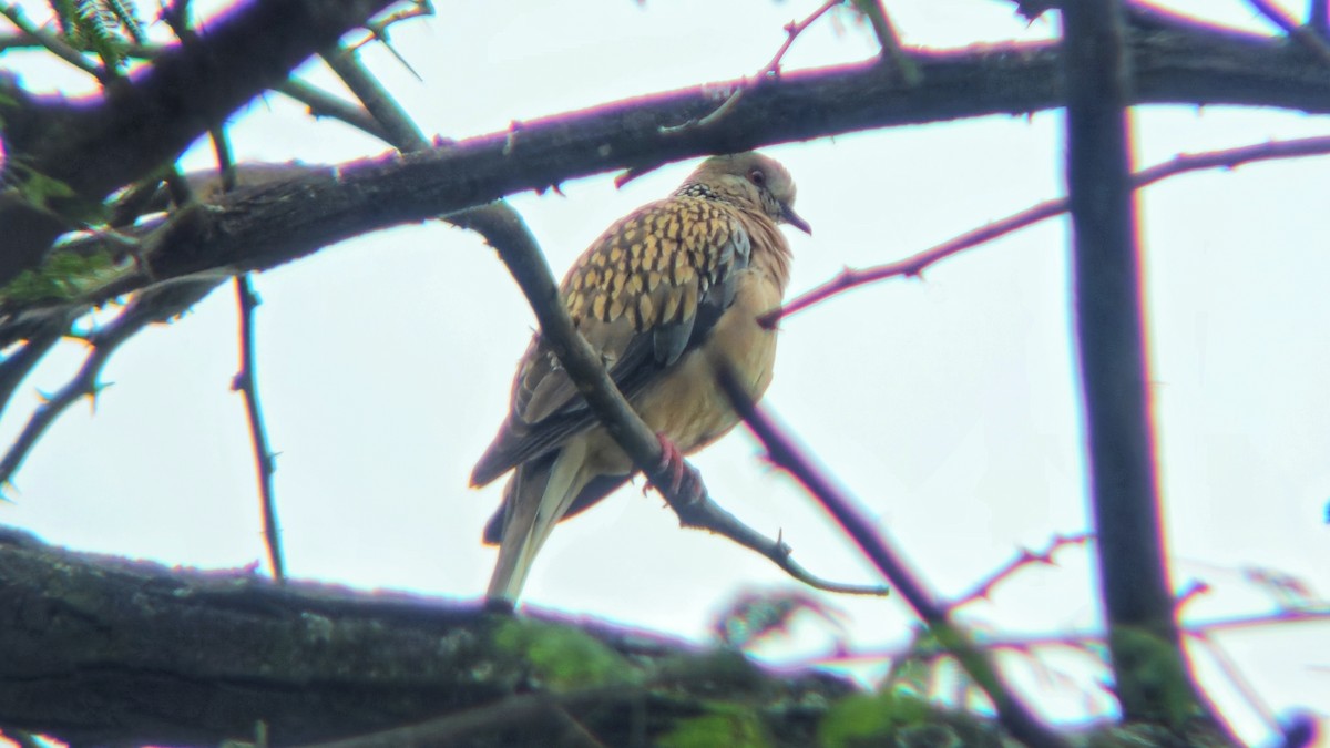 Spotted Dove - ML644513414
