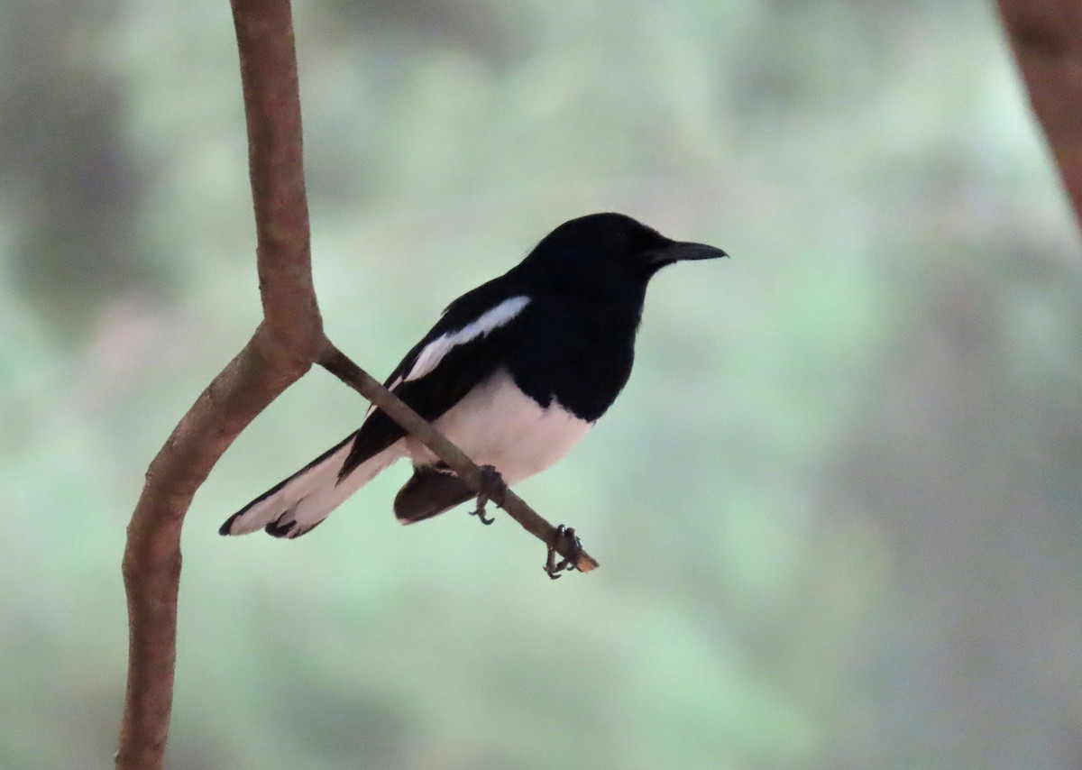 鵲鴝 - ML644513415