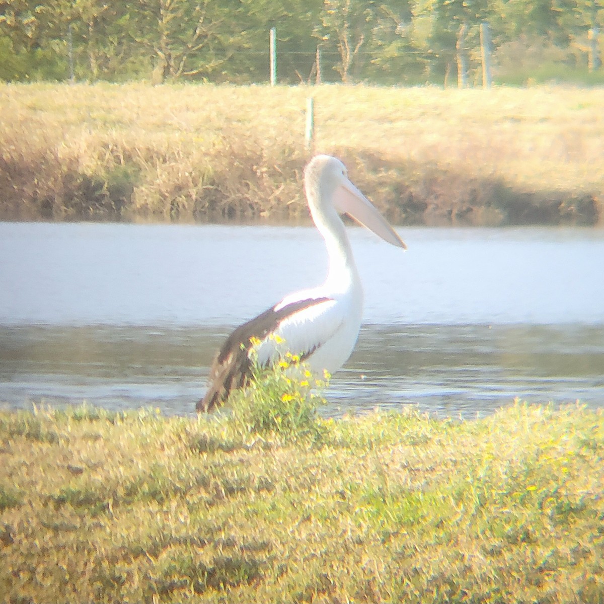 Australian Pelican - ML644513419