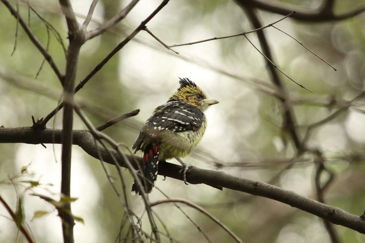 Crested Barbet - ML644513420
