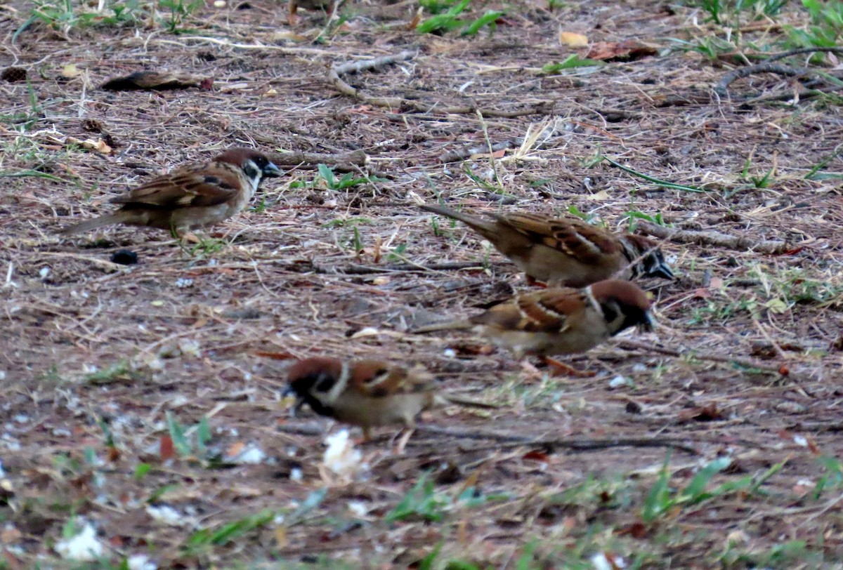 麻雀 - ML644513421