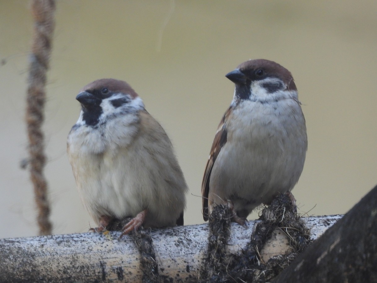 Хээрийн бор шувуу - ML644513422