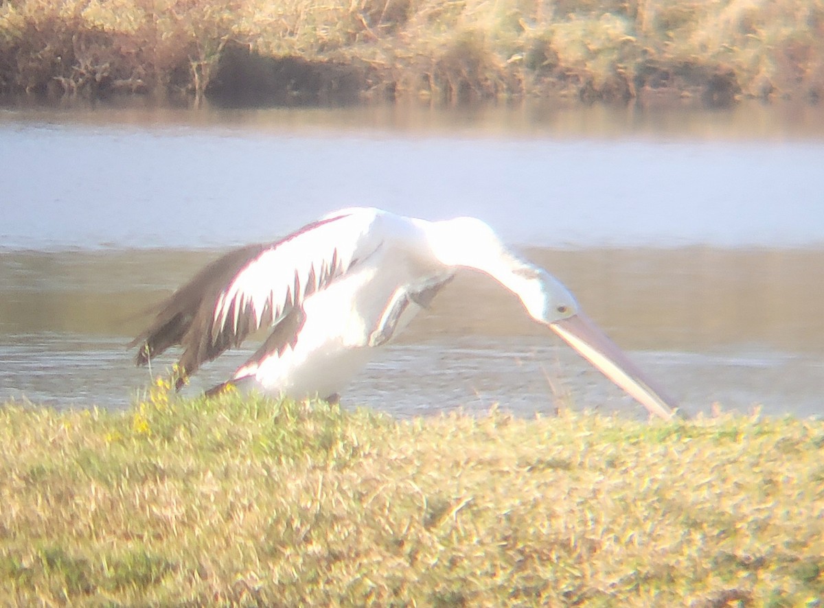 Australian Pelican - ML644513423