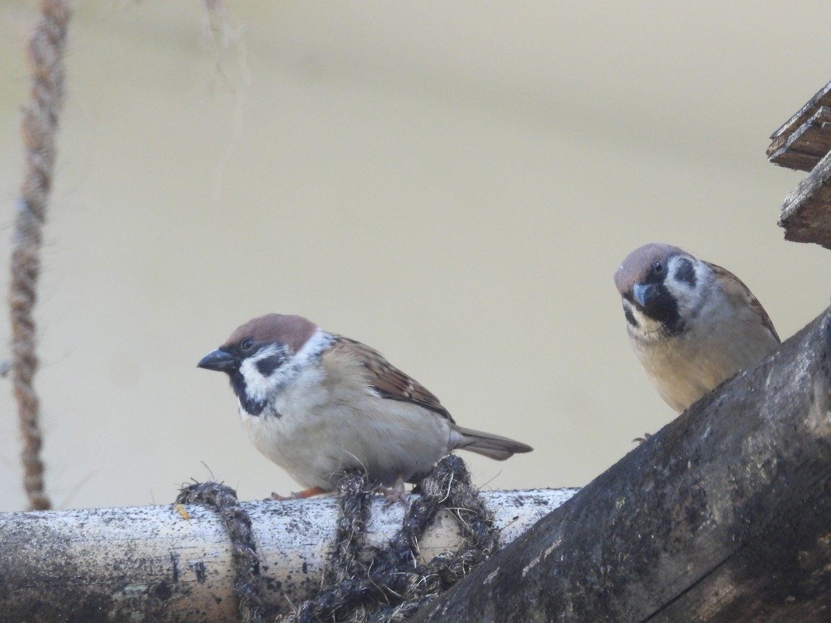 Хээрийн бор шувуу - ML644513424