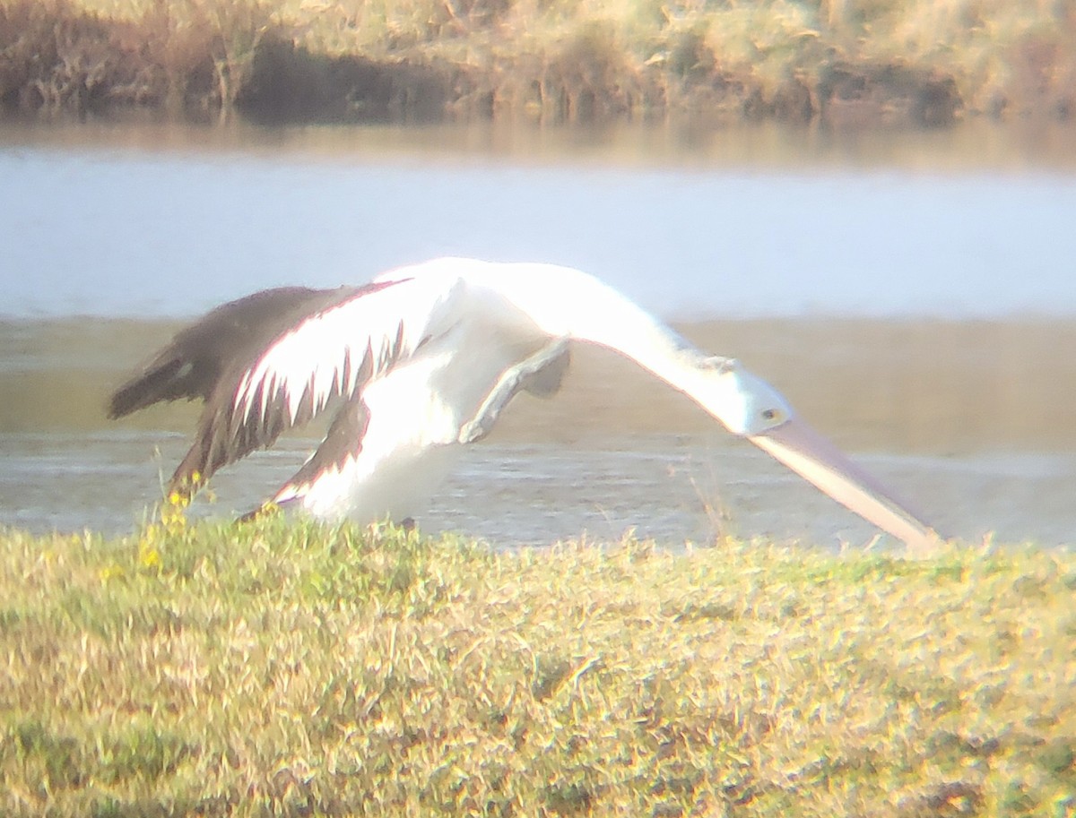 Australian Pelican - ML644513425
