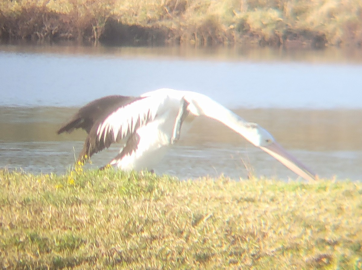 Australian Pelican - ML644513426