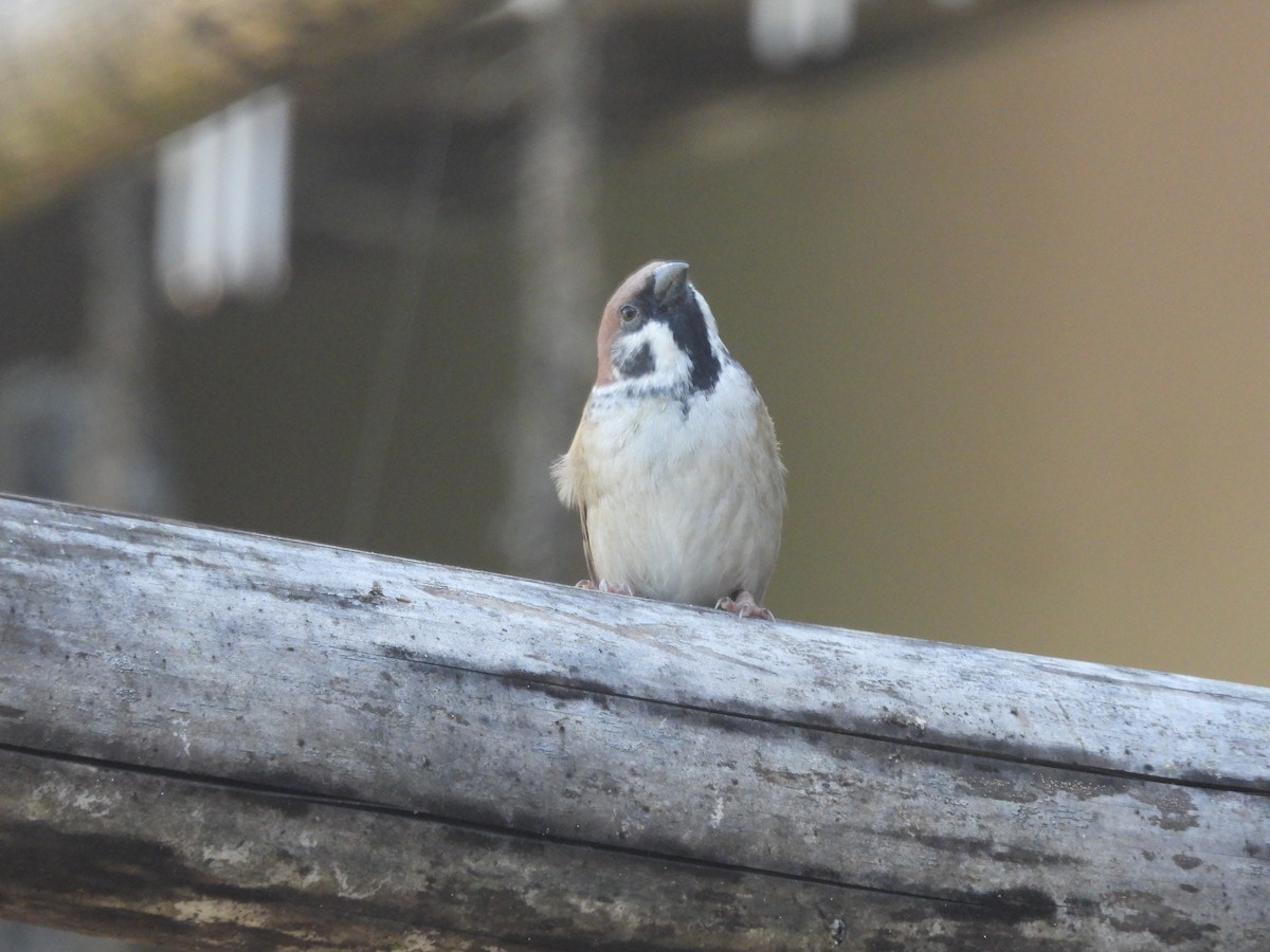 Хээрийн бор шувуу - ML644513427