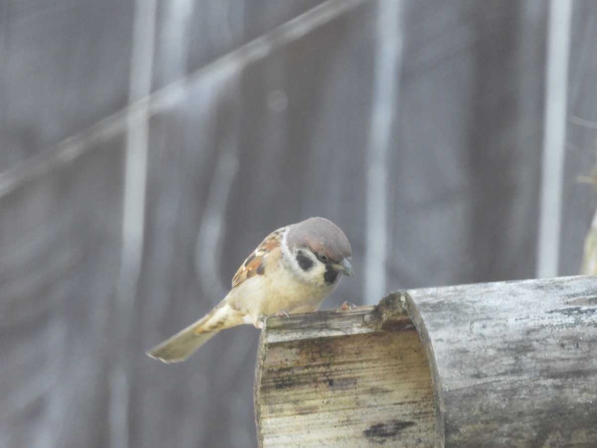 Хээрийн бор шувуу - ML644513428