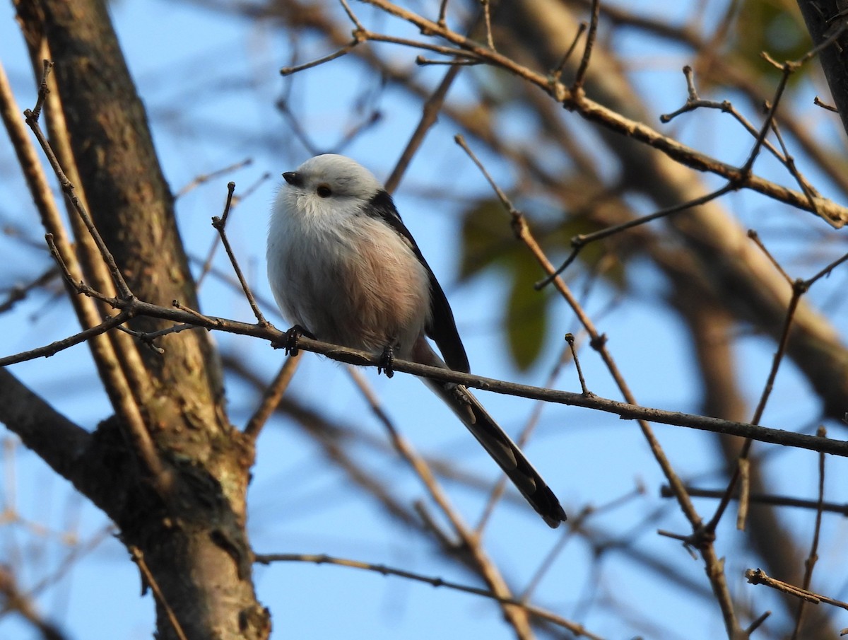 Long-tailed Tit (caudatus) - ML644513429