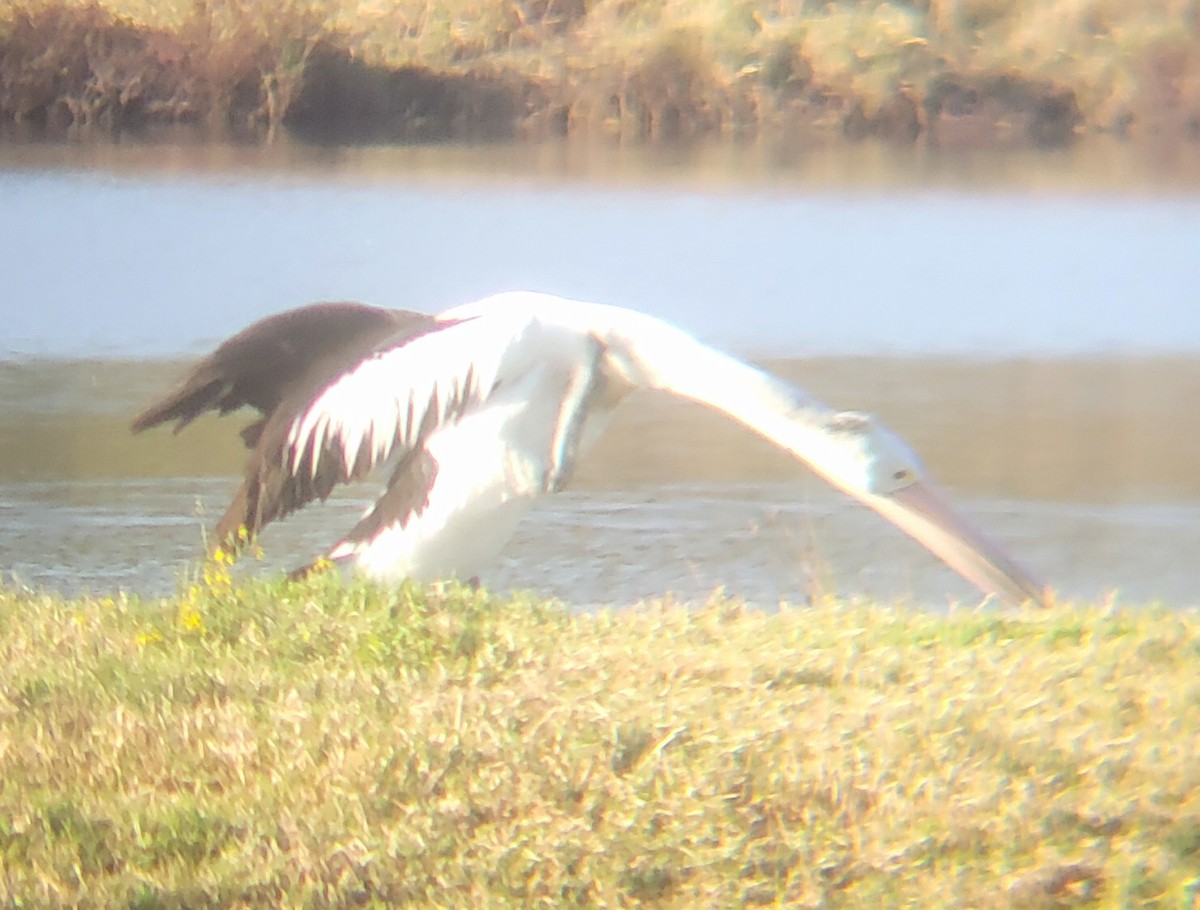Australian Pelican - ML644513430