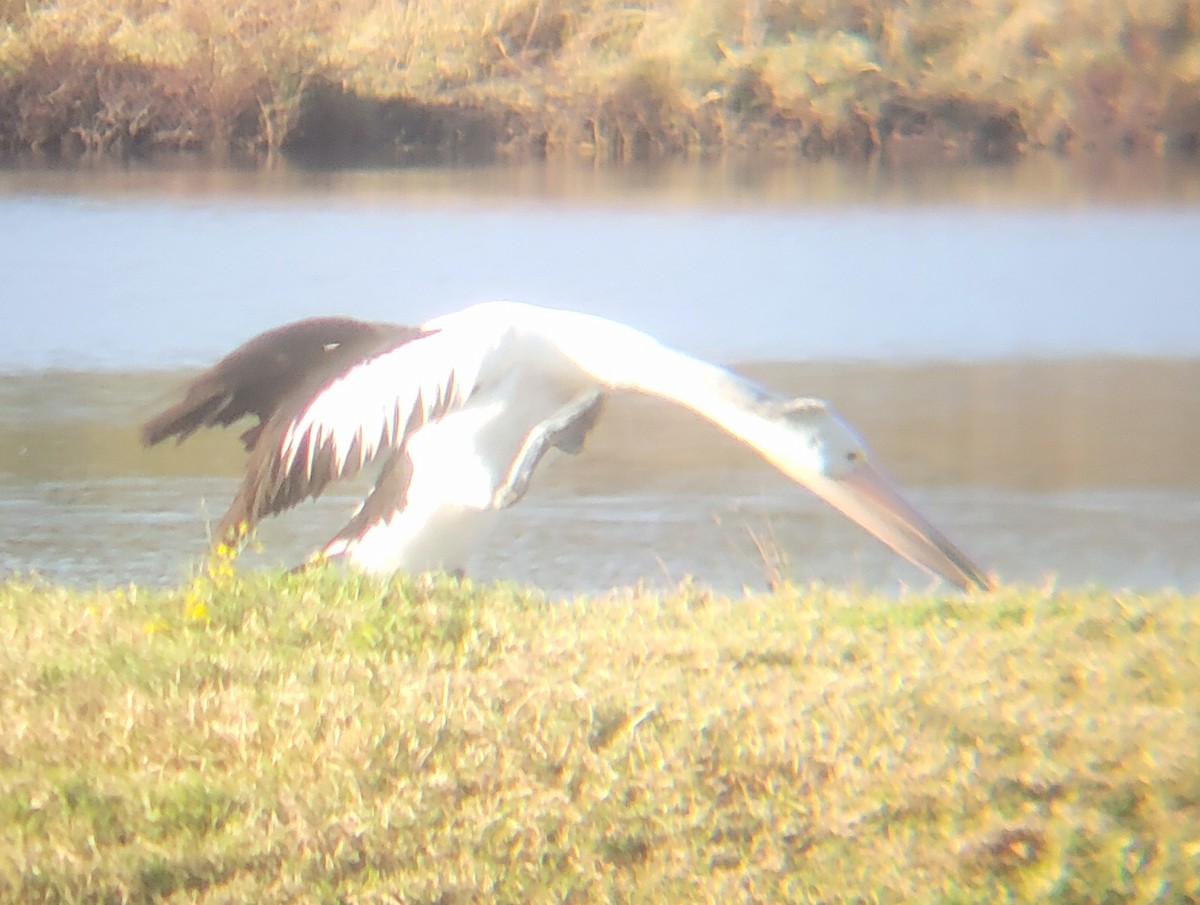 Australian Pelican - ML644513432