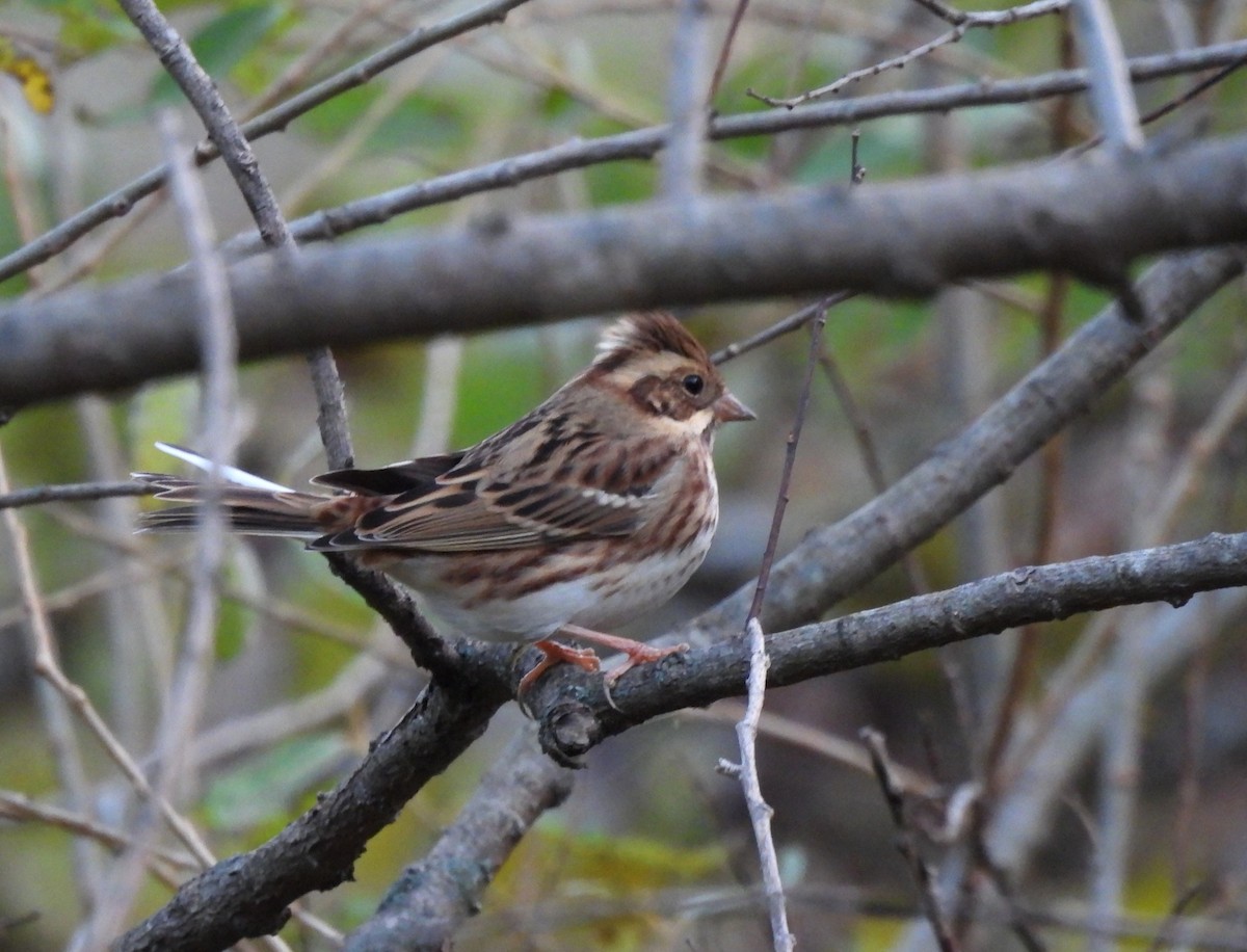 Rustic Bunting - ML644513433