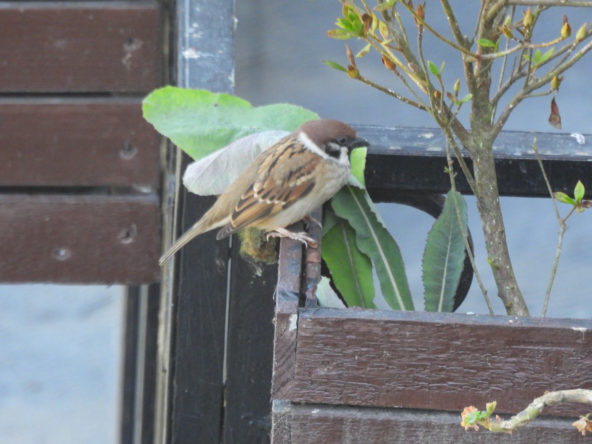 Хээрийн бор шувуу - ML644513434