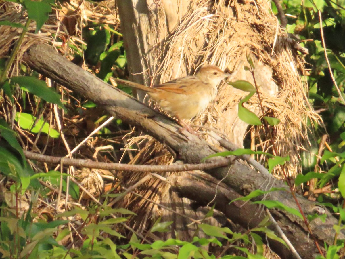 ズアカオオセッカ - ML644513435