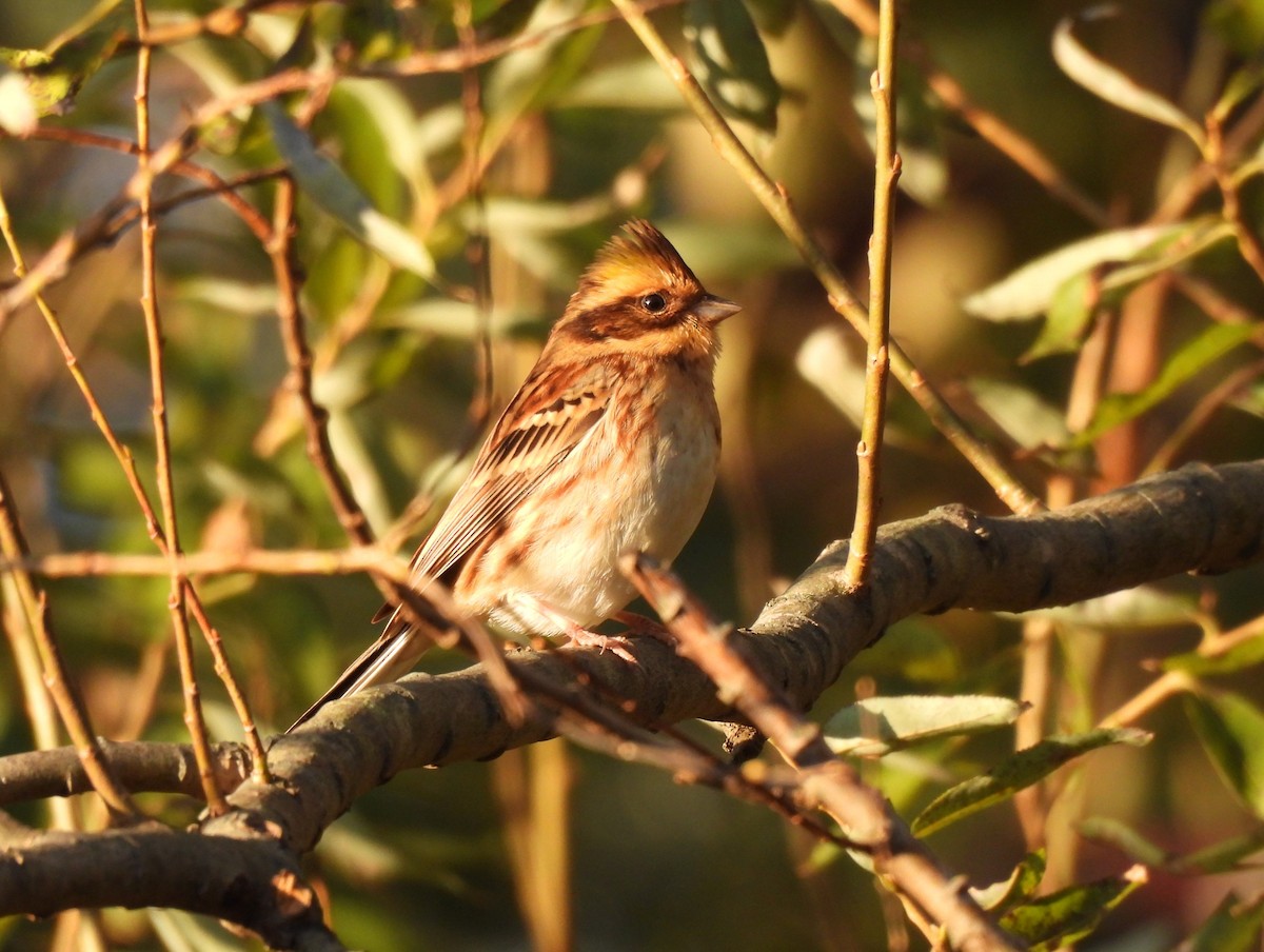 Yellow-throated Bunting - ML644513439