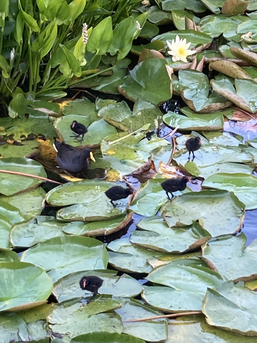 Dusky Moorhen - ML644513442