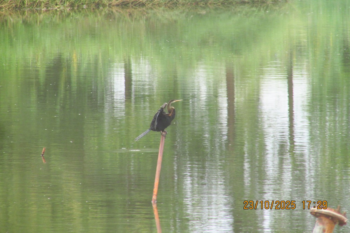 orientslangehals - ML644513444