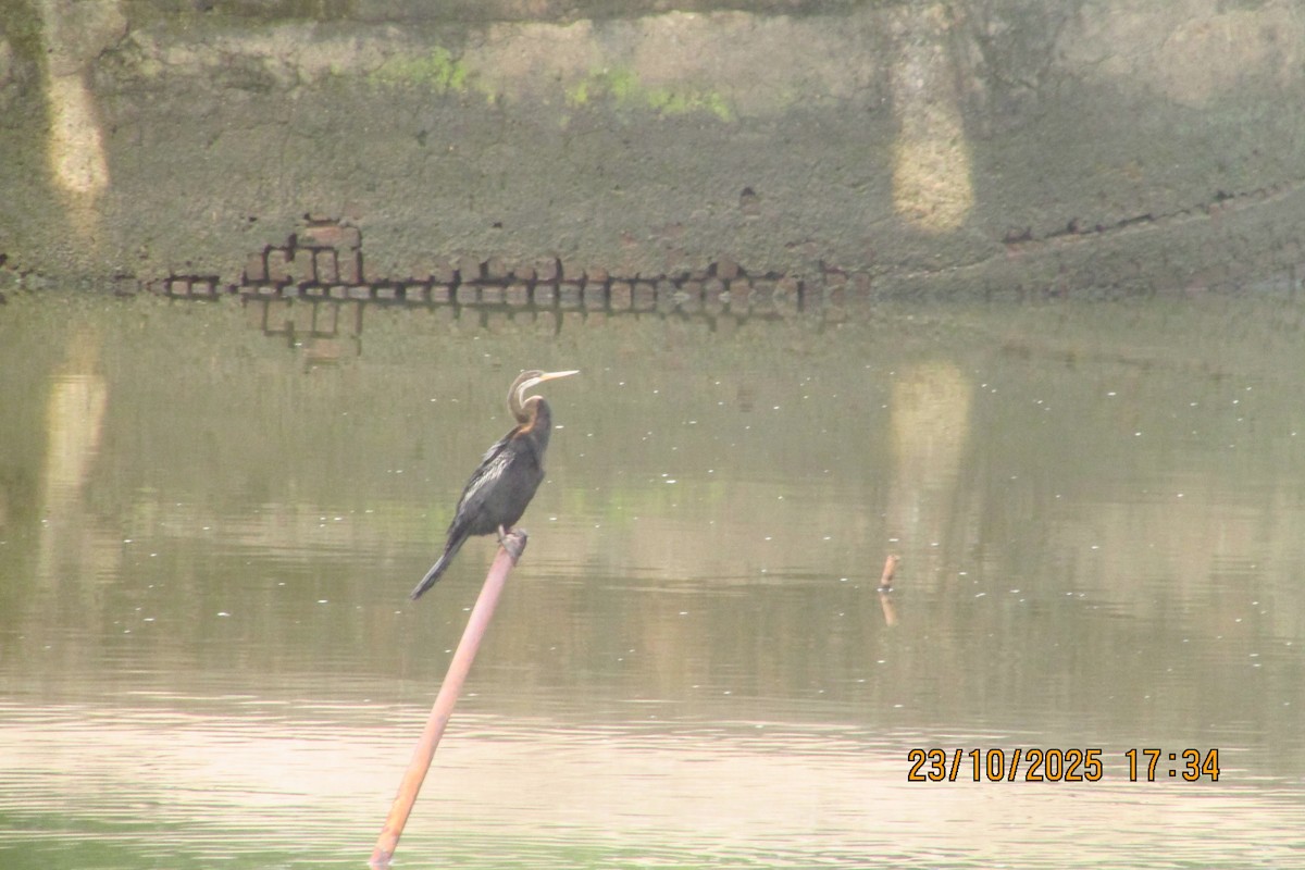 orientslangehals - ML644513445