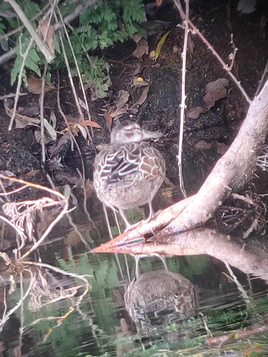Garganey - ML644513448