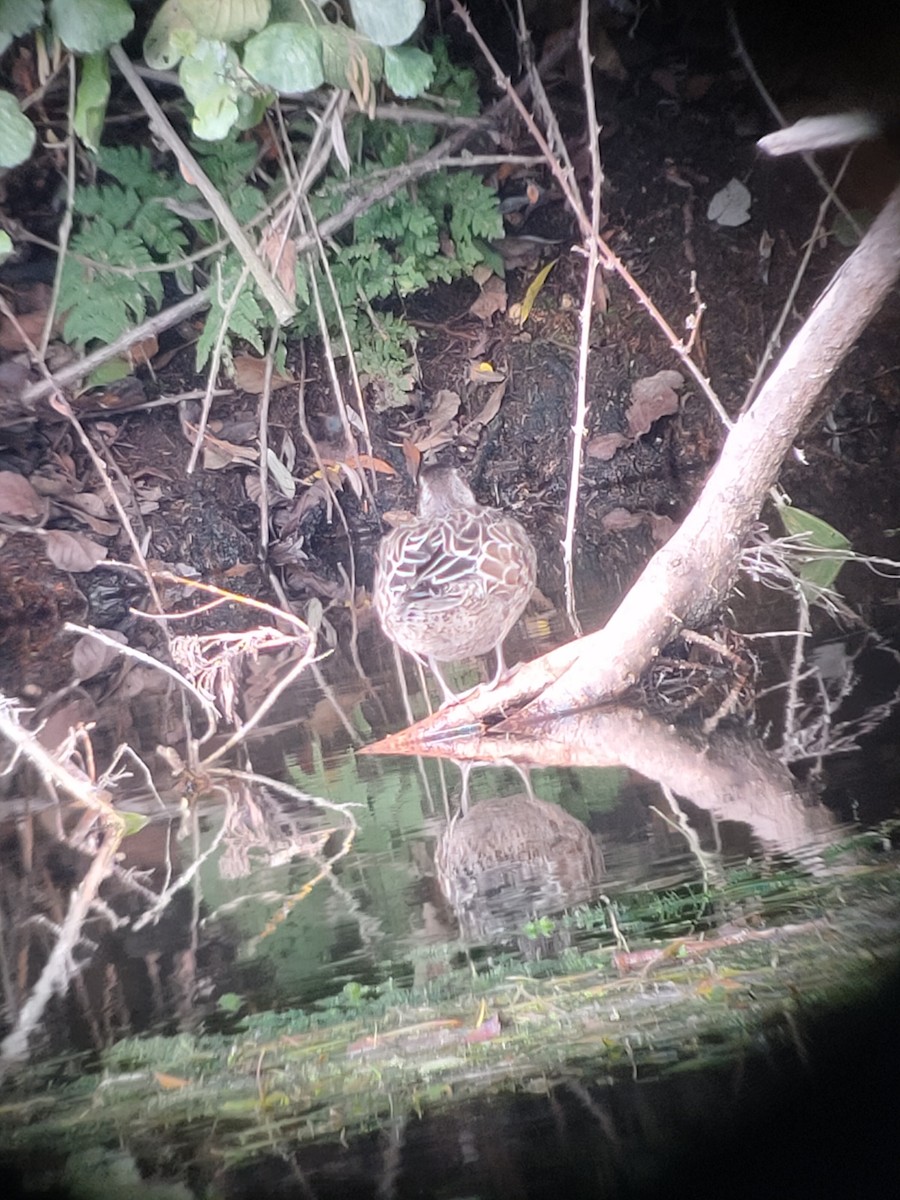 Garganey - ML644513449