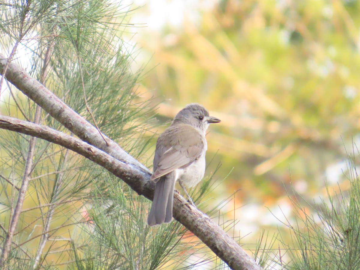 Gri Islıkçıardıç - ML644513450