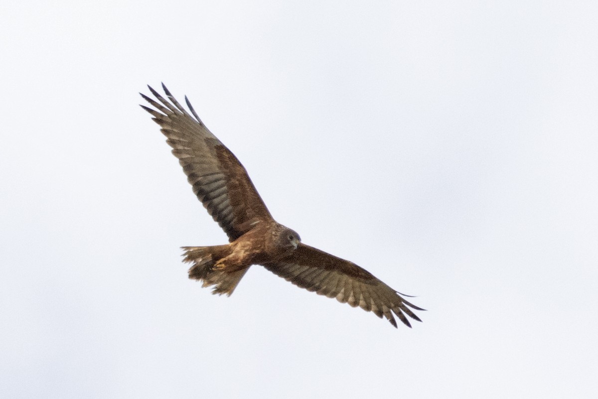 Swamp Harrier - ML644513460