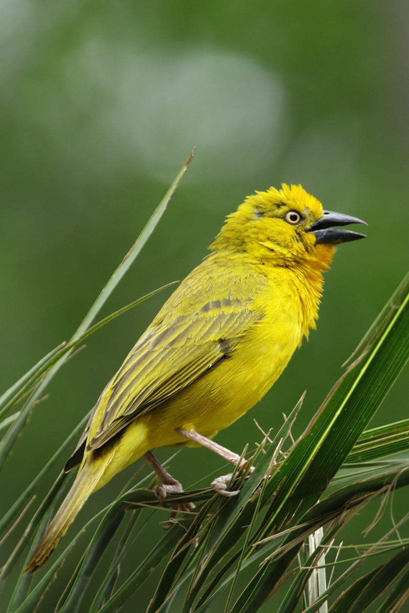 Holub's Golden-Weaver - ML644513467