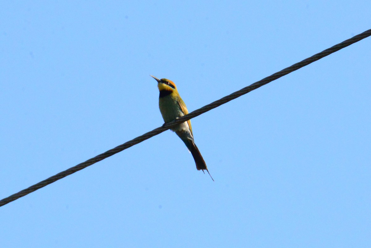 regnbuebieter - ML644513472