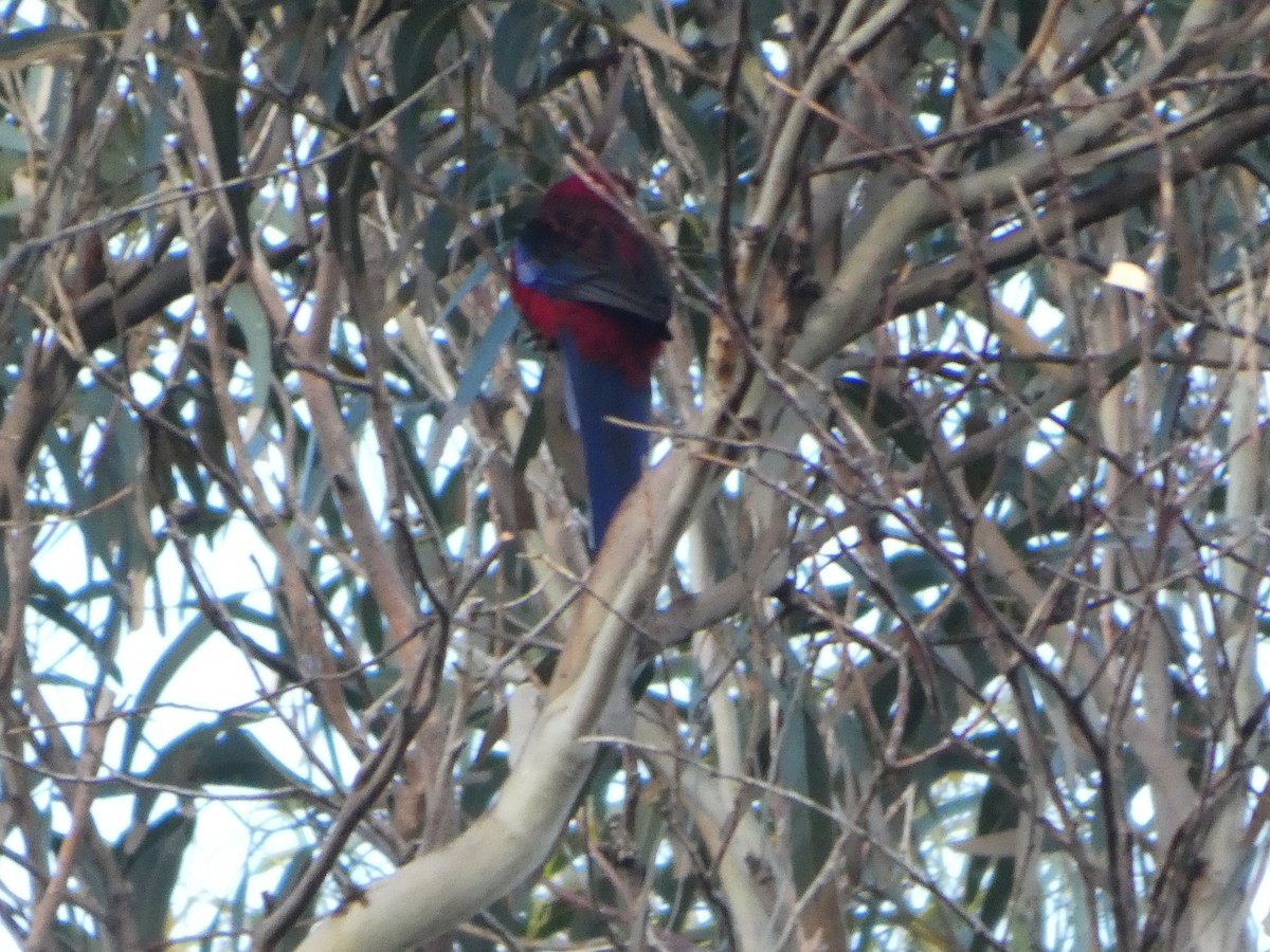 Crimson Rosella (Crimson) - ML644513476