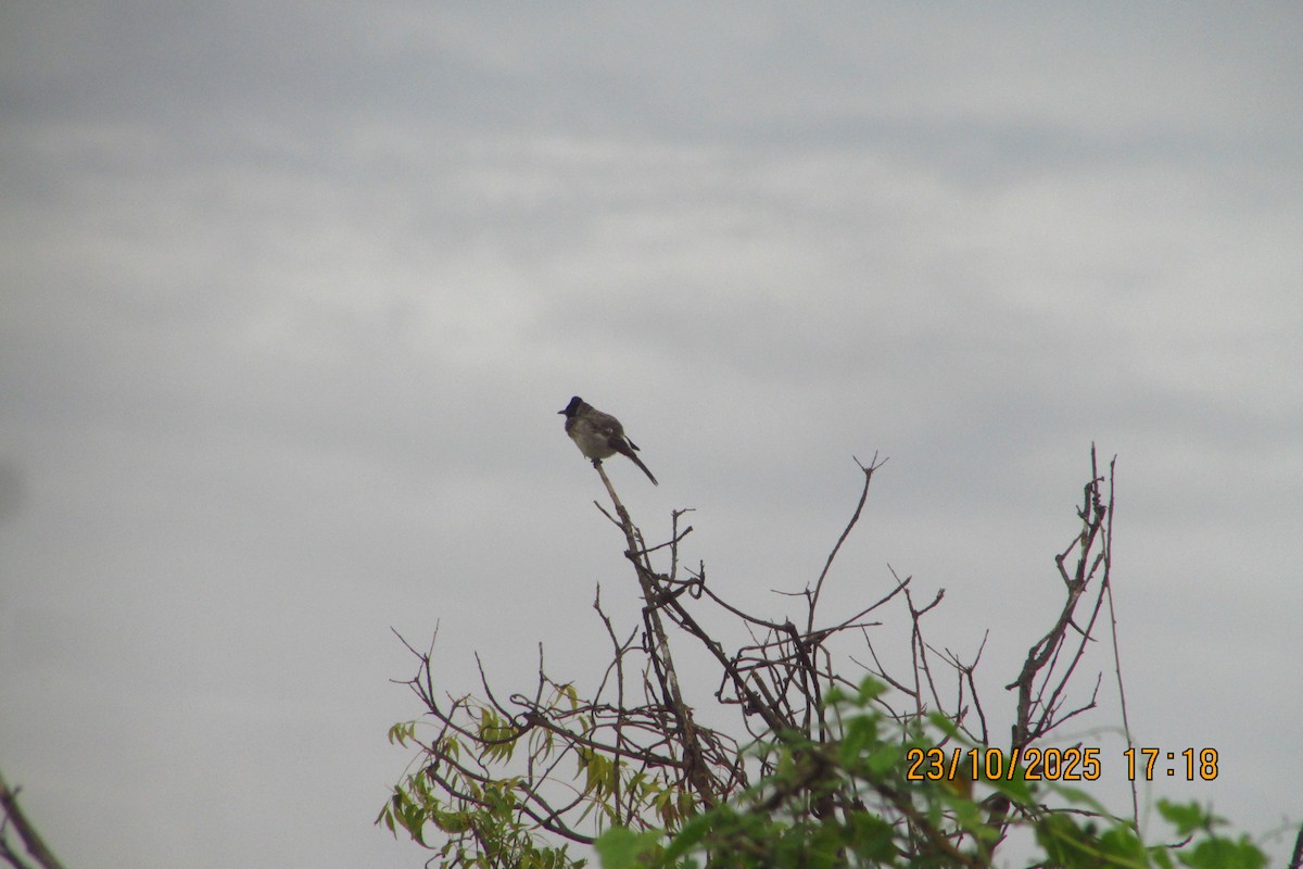 Red-vented Bulbul - ML644513480