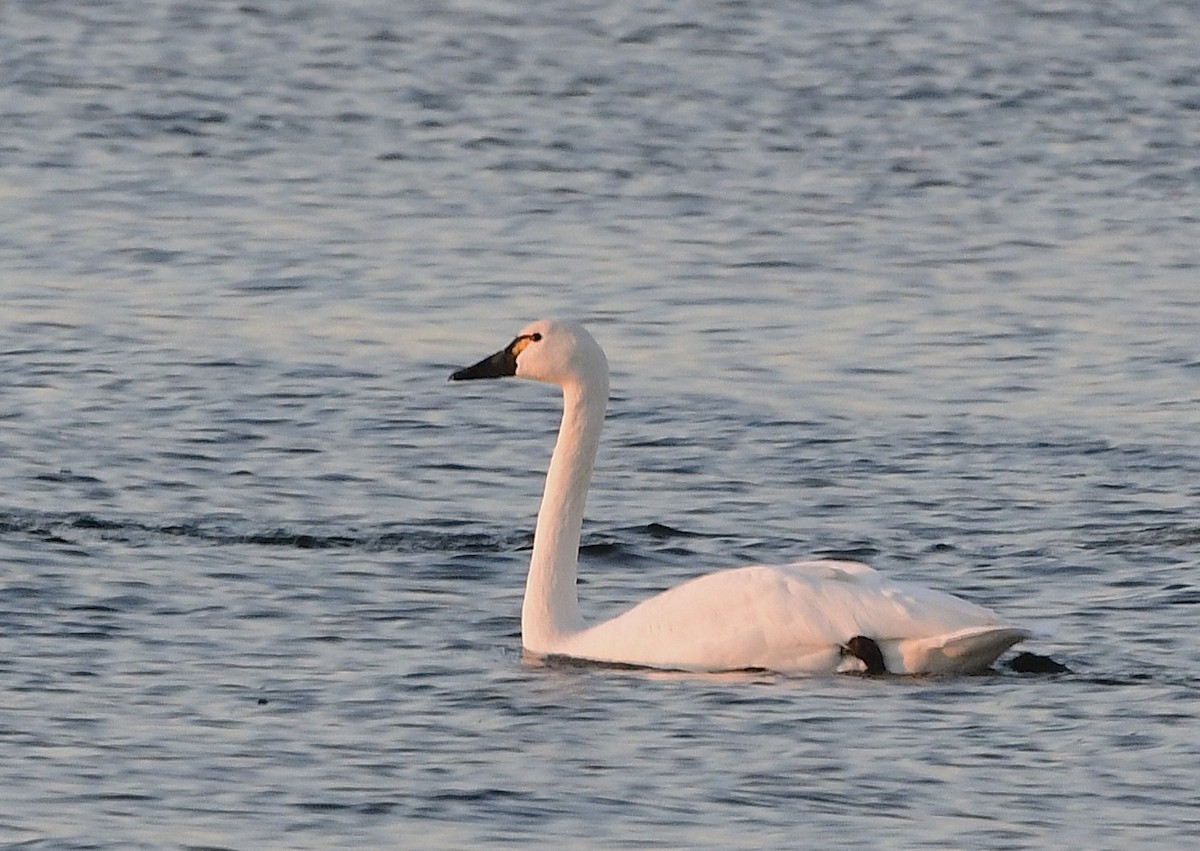 Beltxarga txistularia - ML644513496