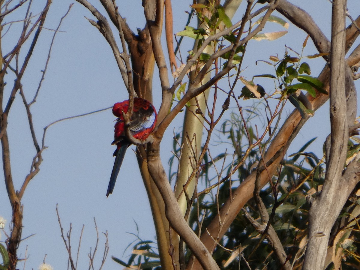 Crimson Rosella (Crimson) - ML644513497