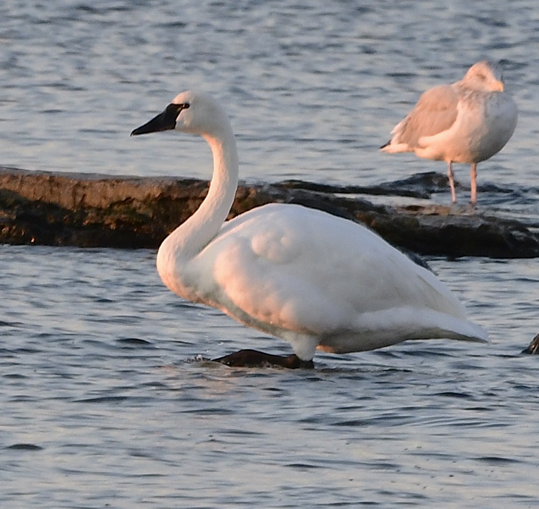 Beltxarga txistularia - ML644513500