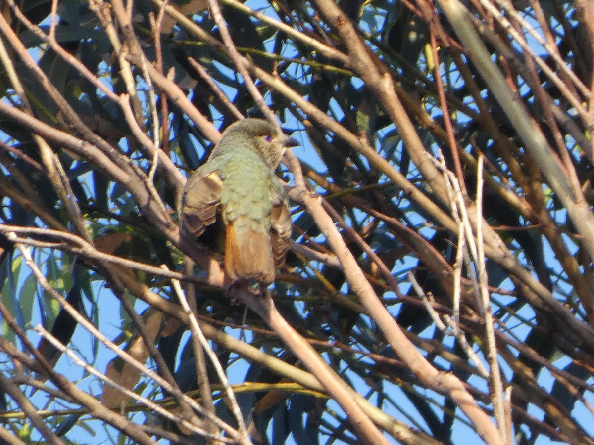 Satin Bowerbird - ML644513515