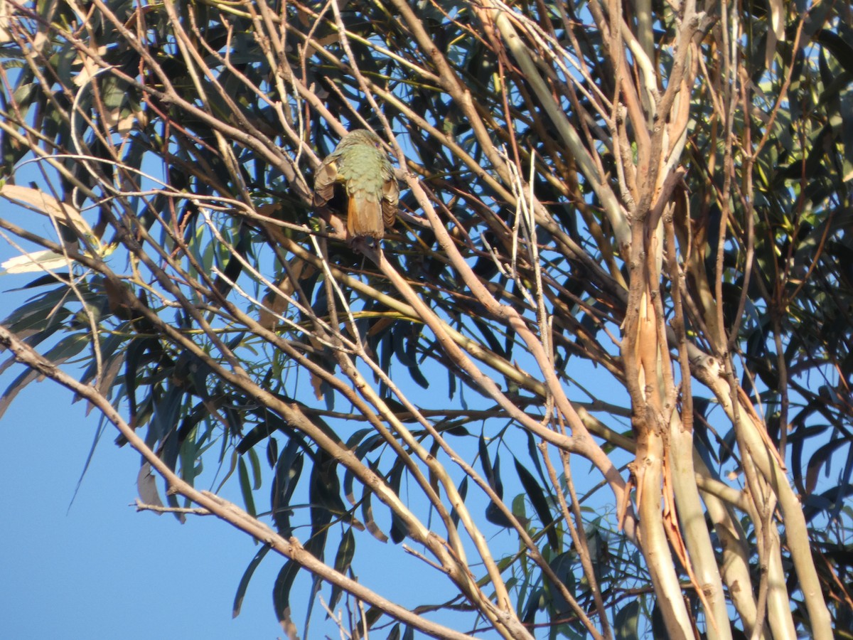 Satin Bowerbird - ML644513516