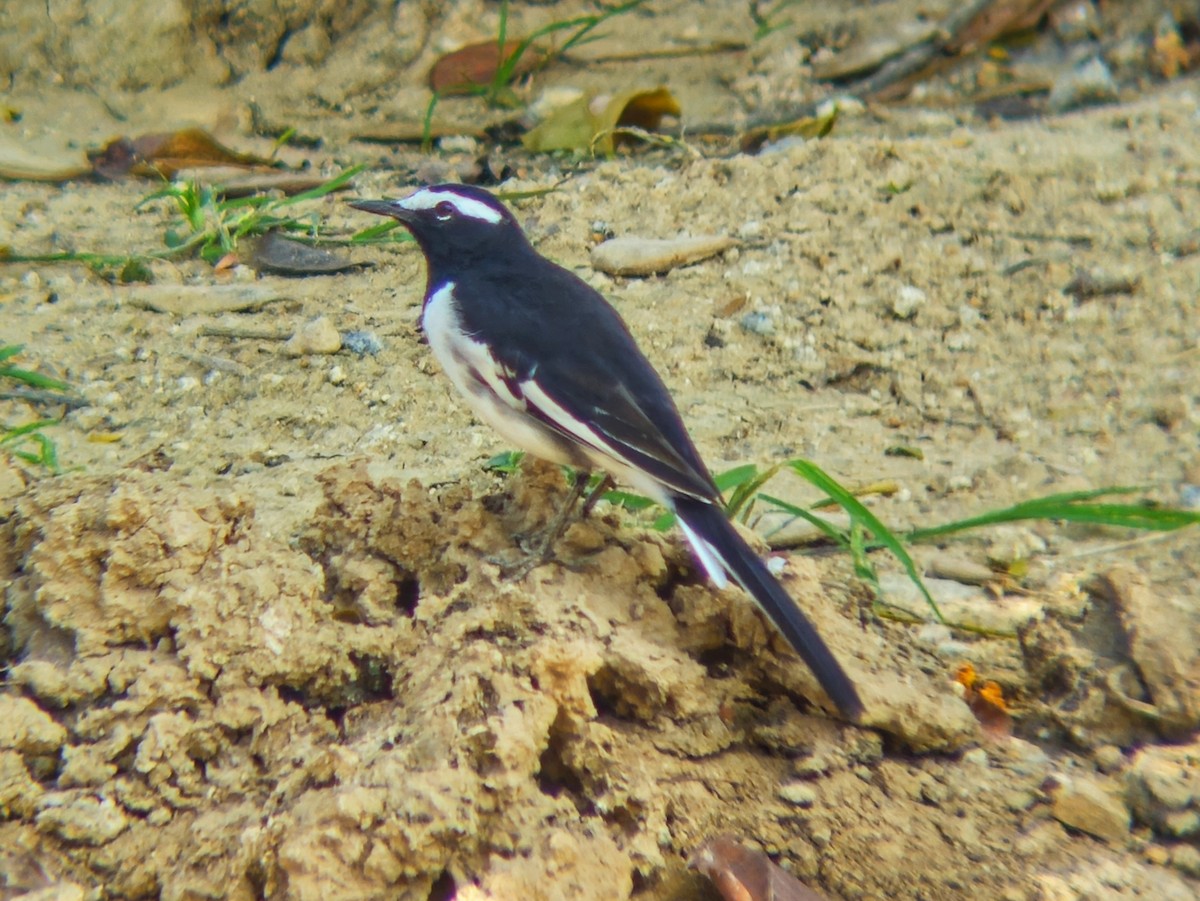 Buztanikara pinto indiarra - ML644513525