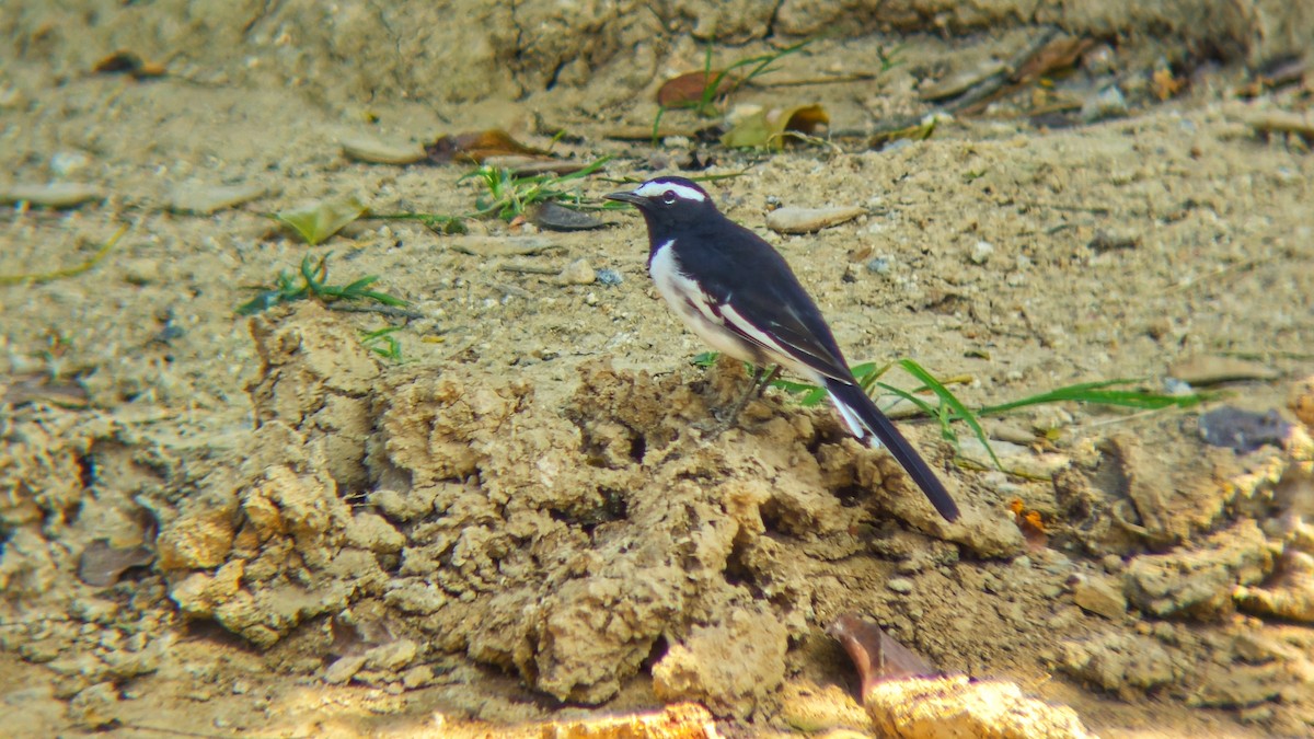 Buztanikara pinto indiarra - ML644513526