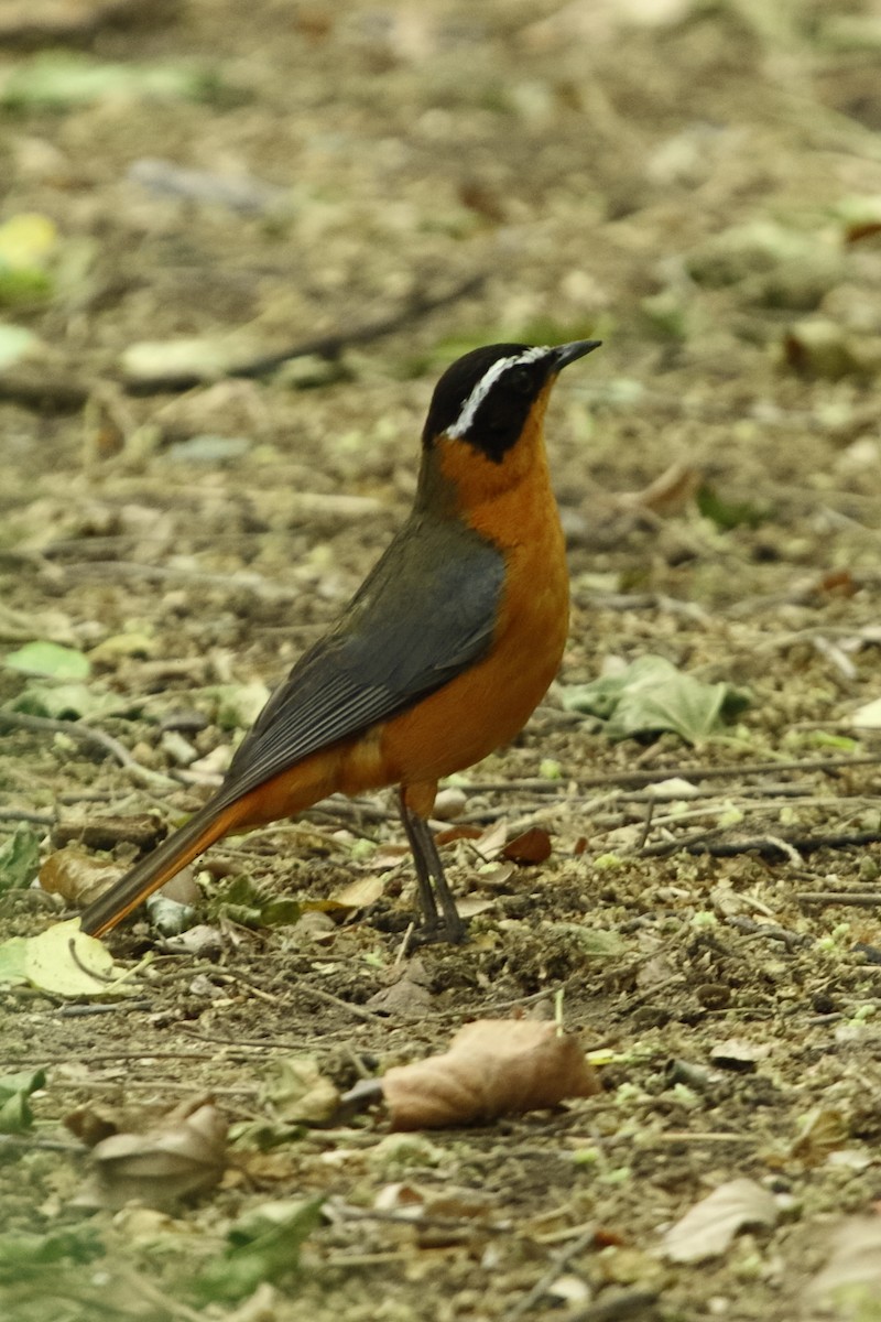 White-browed Robin-Chat - ML644513528
