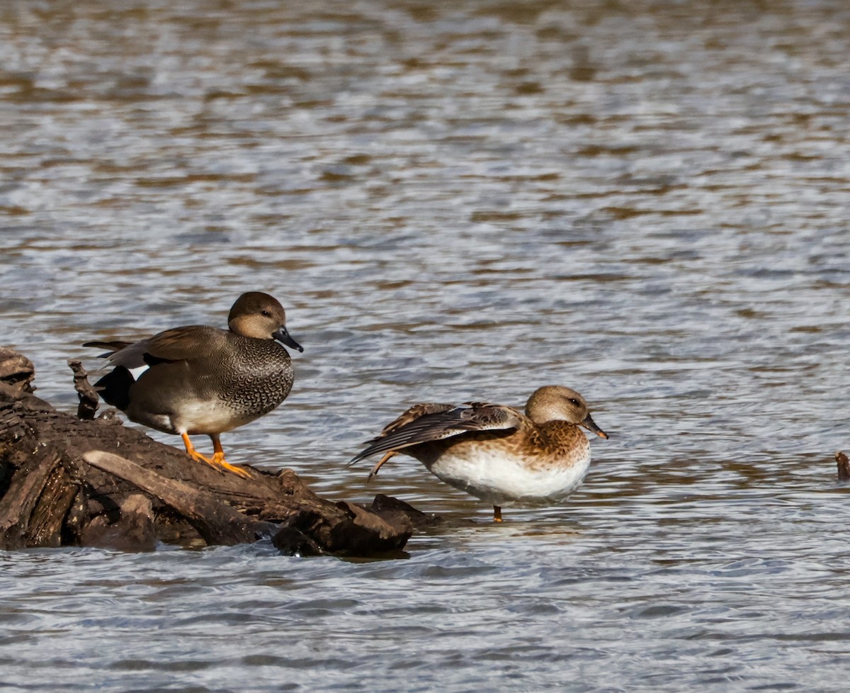 snadderand - ML644513536