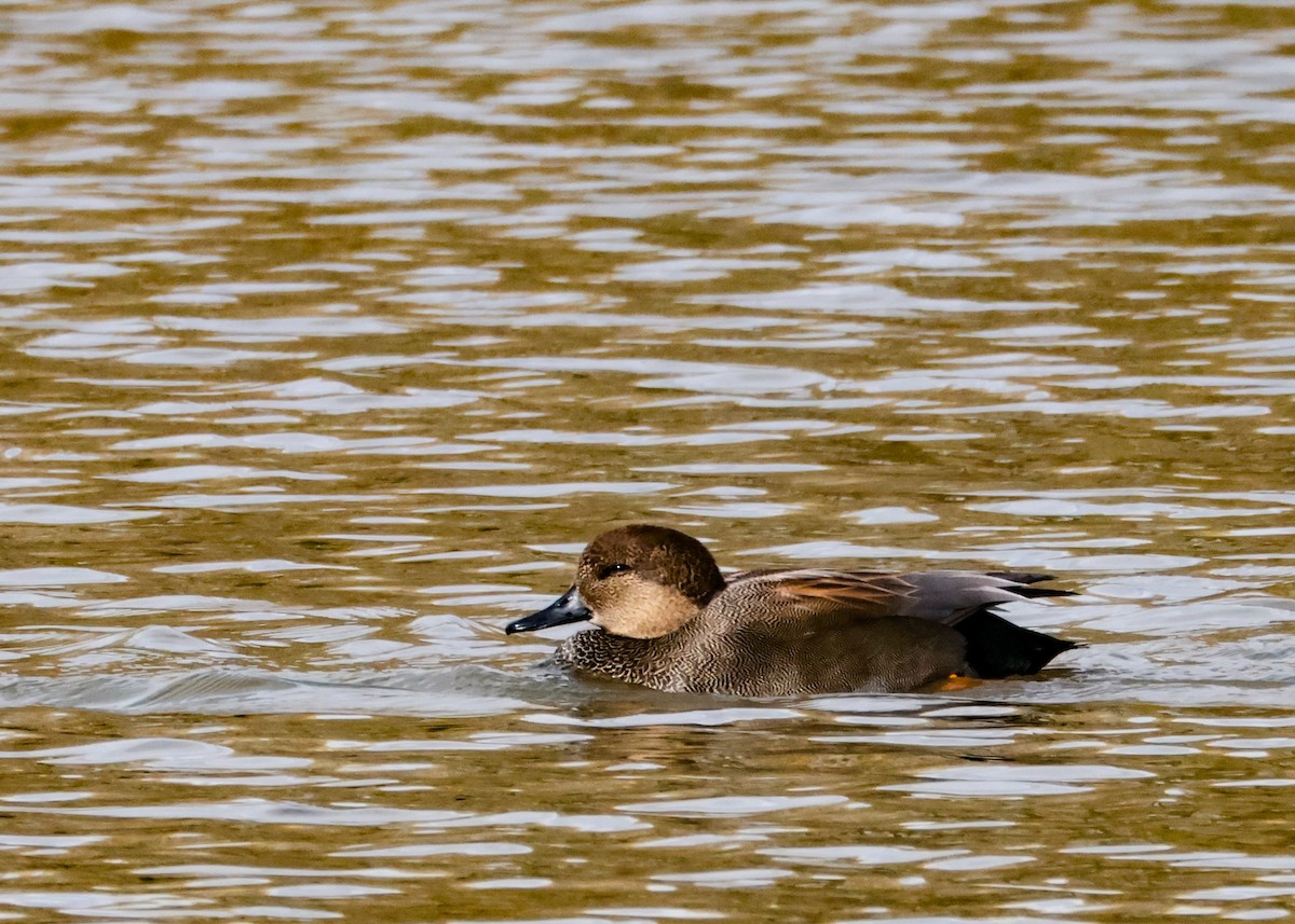 snadderand - ML644513537