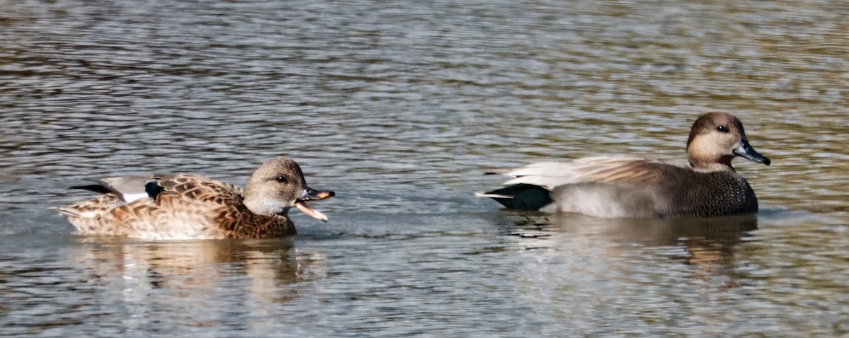 snadderand - ML644513538