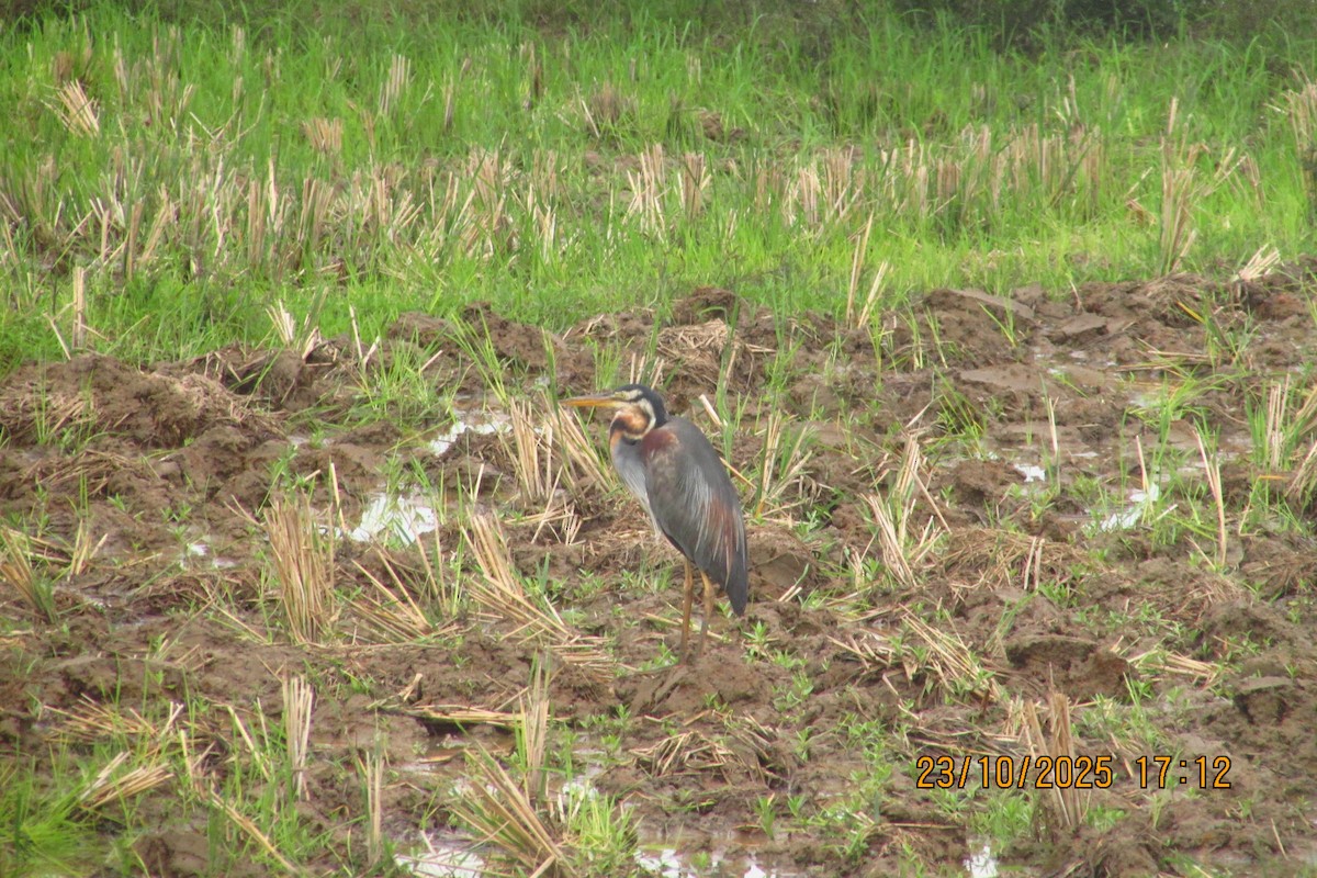 ムラサキサギ - ML644513540