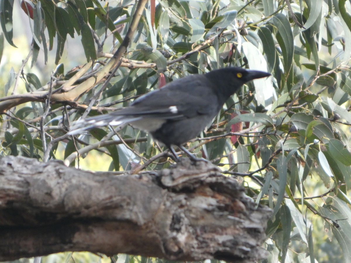 フエガラス - ML644513552