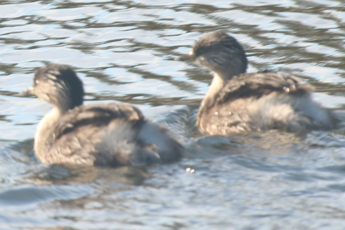 Haarschopftaucher - ML644513555