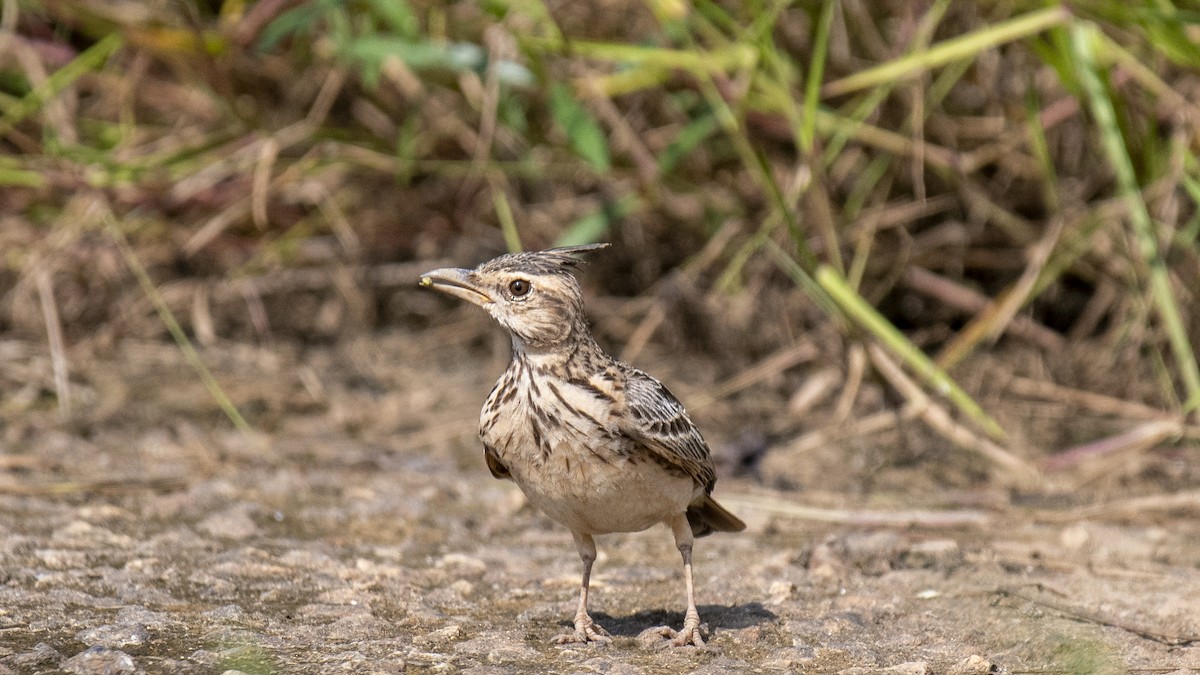 Malabar Lark - ML644513557