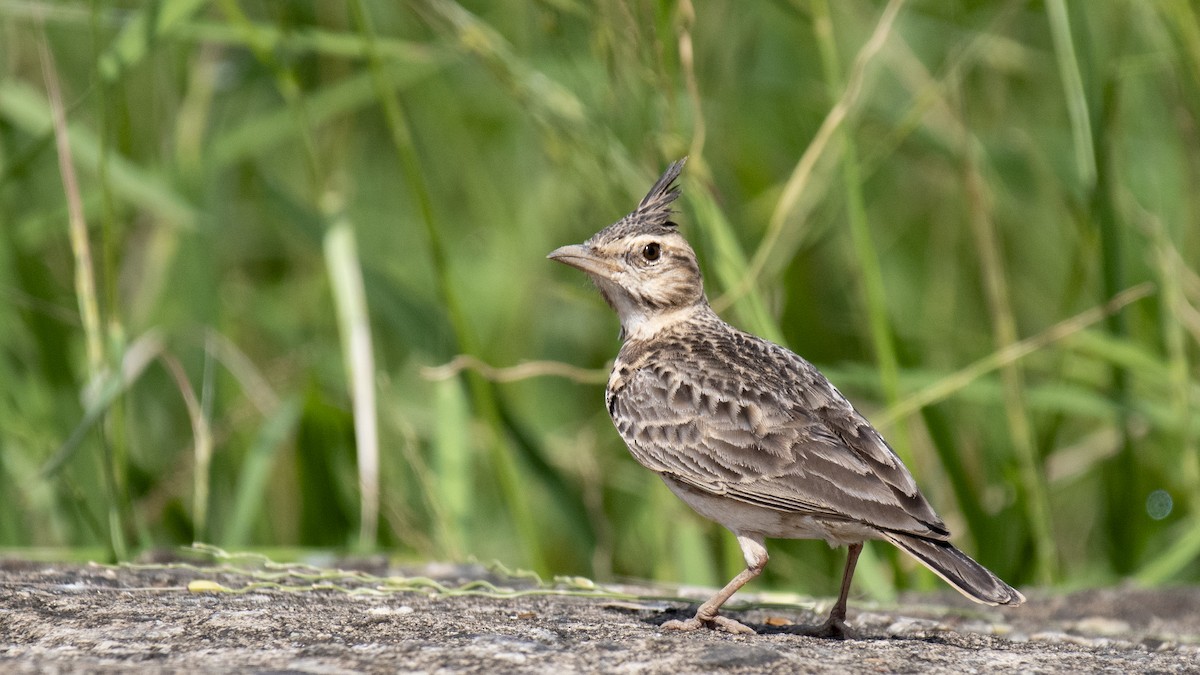 Malabar Lark - ML644513558